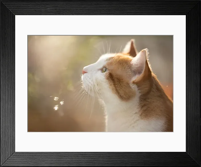 Framed Print : Ginger In the Garden