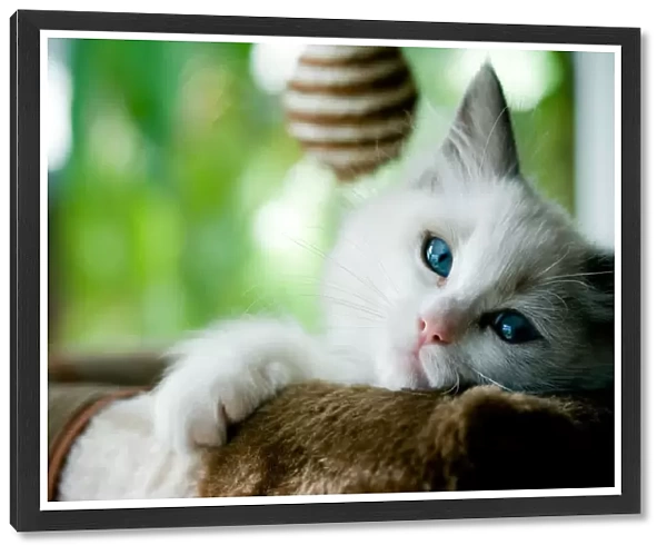 Ragdoll kitten with blue eyes staring at camera