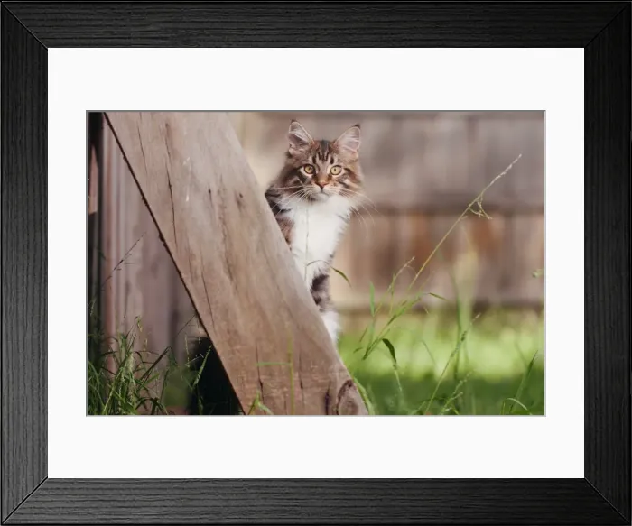 Framed Print : Jungle kitty Framed Print : Jungle kitty