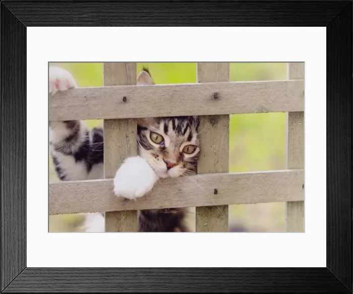 Framed Print : Please Release Me
