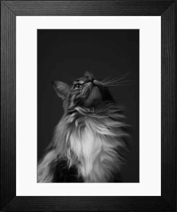 Framed Print : Looking Up