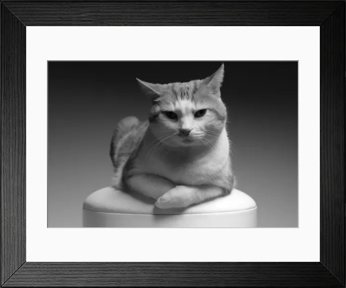 Framed Print : Chillin. Very relaxed tabby cat relaxing on a stool in black and white