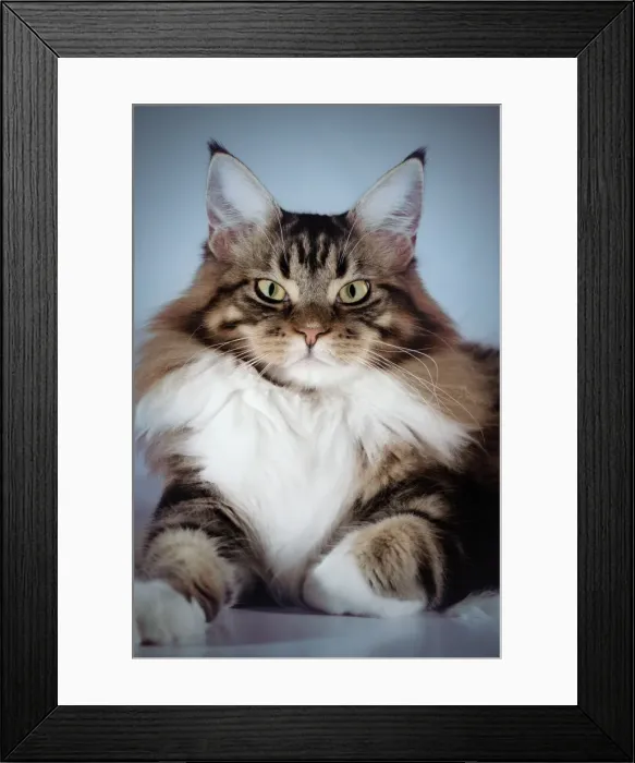 Framed Print : Pretty In Mauve Framed Print : Pretty In Mauve