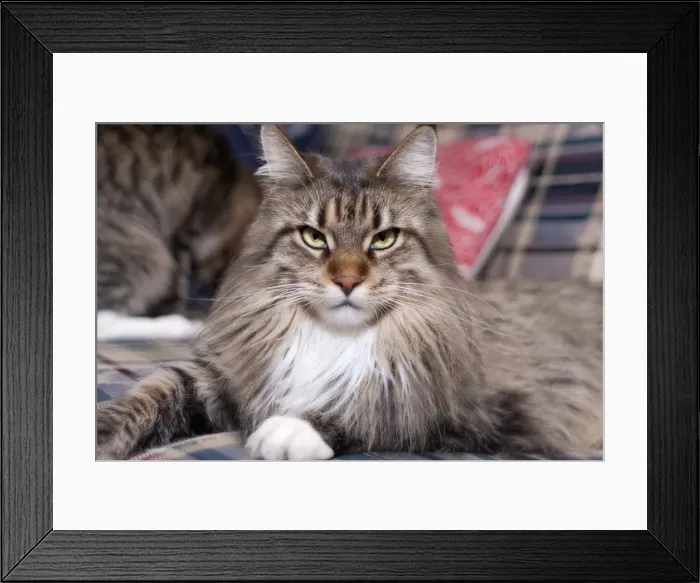 Framed Print : Gazing. Brown and White Mackerel Maine Coon sitting on the couch and gazing