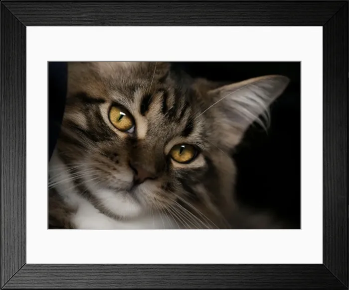 Framed Print : Amazing Face Framed Print : Amazing Face
