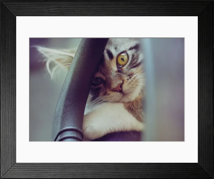Framed Print : Golden Eye Framed Print : Golden Eye