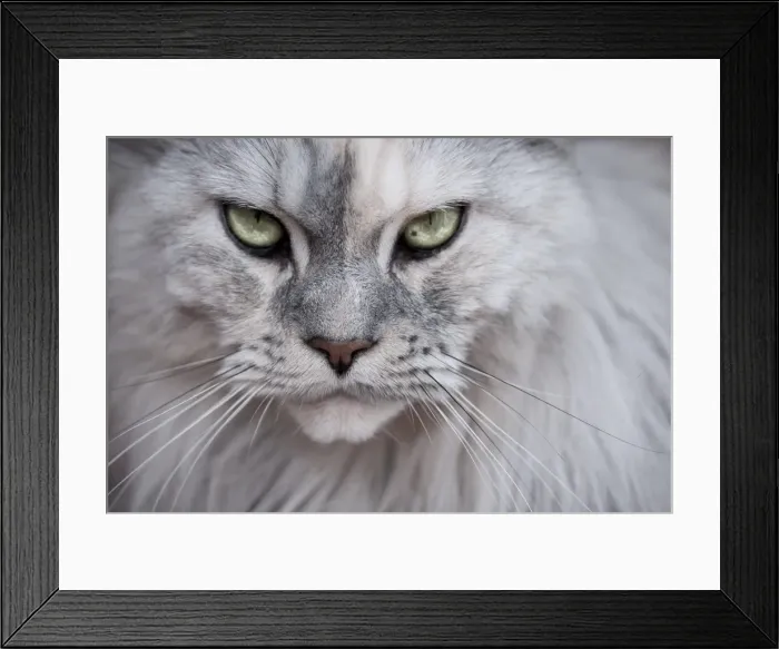 Framed Print : Green Eyes