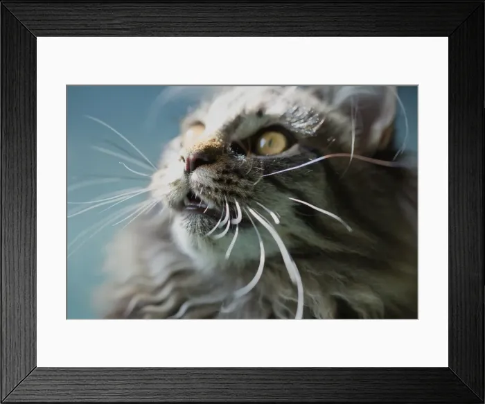 Framed Print : Lion Kitten Framed Print : Lion Kitten
