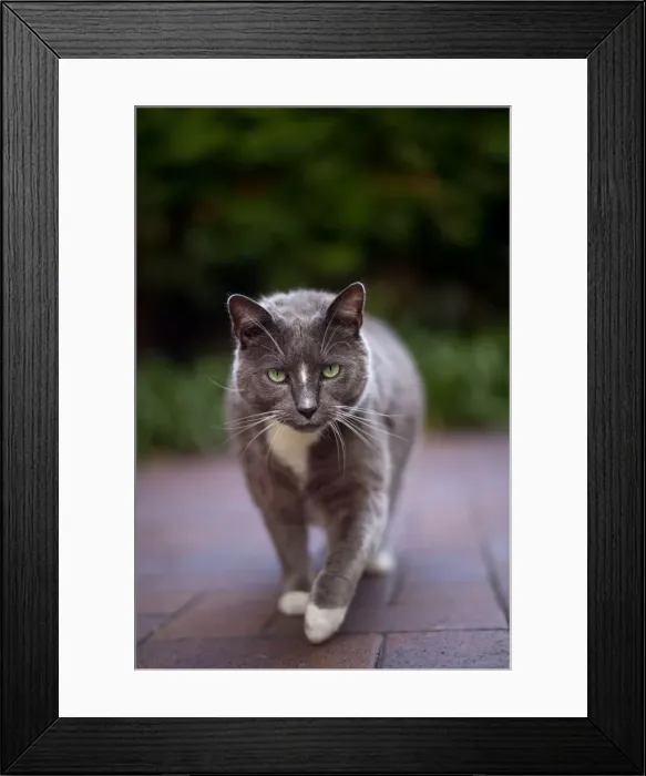 Framed Print : Here Kitty