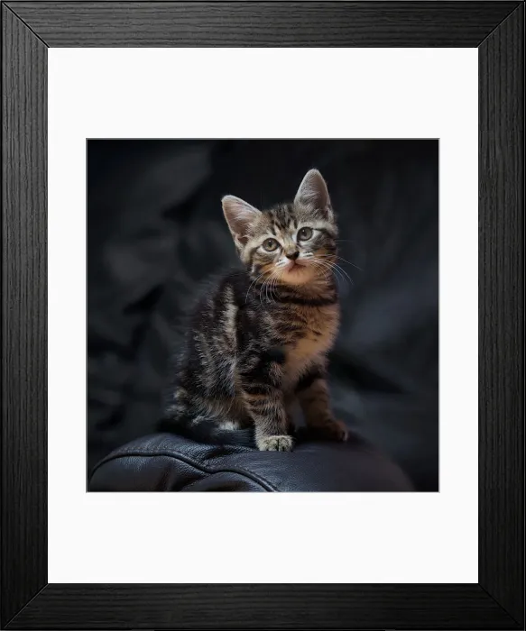 Framed Print : Minie - the classic pose