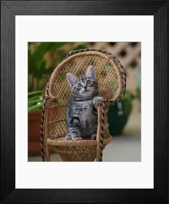 Framed Print : Hmmm... I wonder what fun tomorrow will bring.? Framed Print : Hmmm... I wonder what fun tomorrow will bring.?