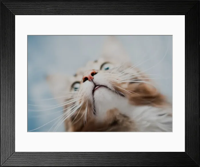 Framed Print : Real Purdy Mouth