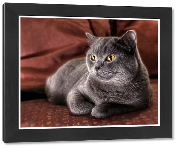 Cushy Kitty - British blue shorthair cat