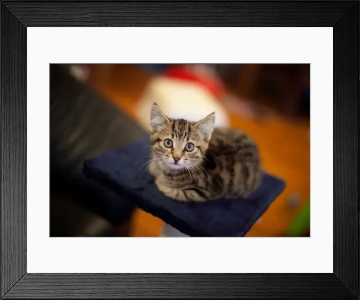 Framed Print : Percy the cat, 9 weeks old Framed Print : Percy the cat, 9 weeks old