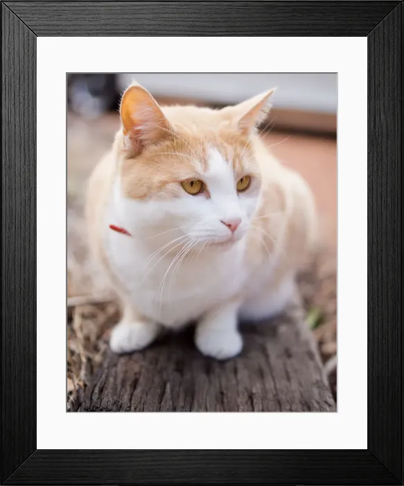 Framed Print : White and reddish cat