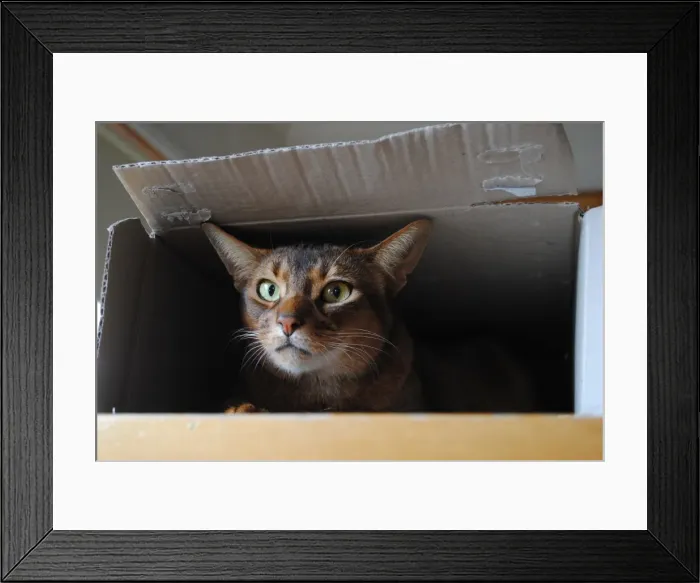Framed Print : We re moving Framed Print : We re moving