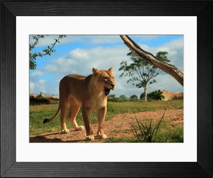 Framed Print : The Big Cat Framed Print : The Big Cat