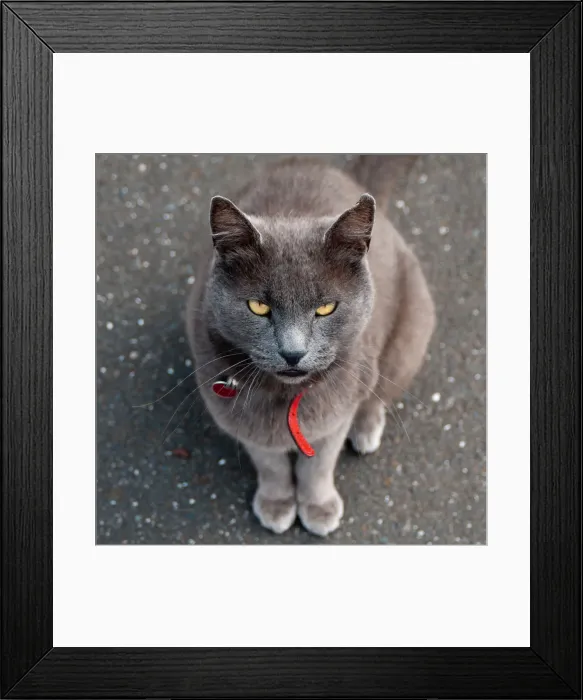 Framed Print : Dusky Brown Street Cat Framed Print : Dusky Brown Street Cat