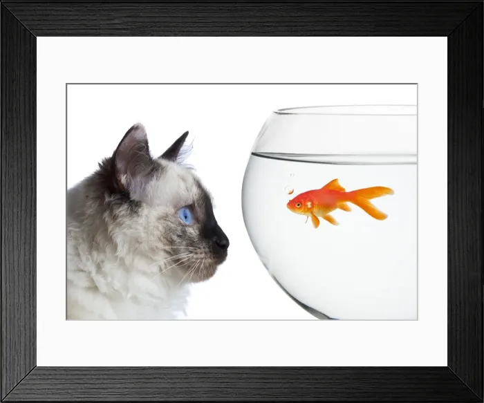 Framed Print : Goldfish Framed Print : Goldfish