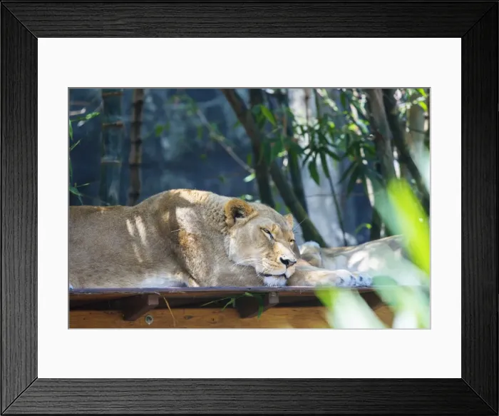 Framed Print : Sleeping Lion Framed Print : Sleeping Lion