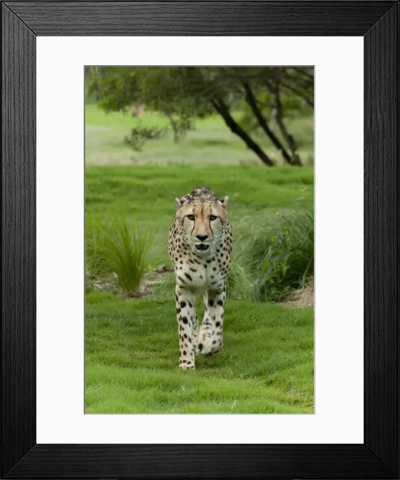 Framed Print : Cheetah stalking Framed Print : Cheetah stalking
