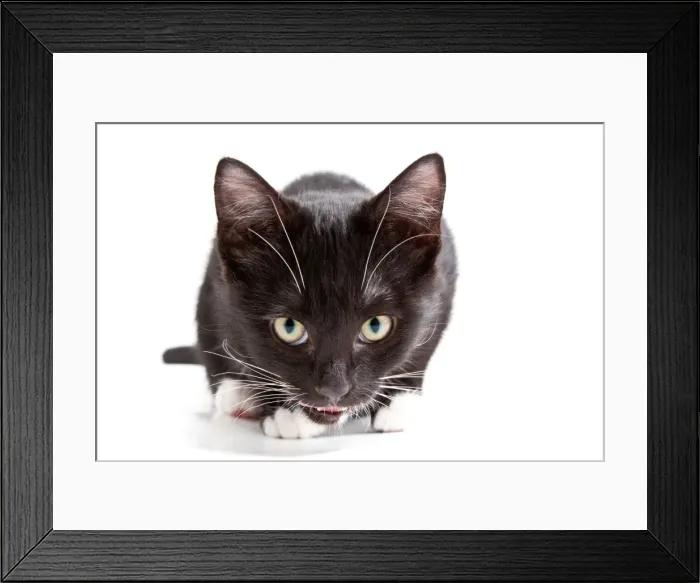 Framed Print : Cute kittens in the studio Framed Print : Cute kittens in the studio