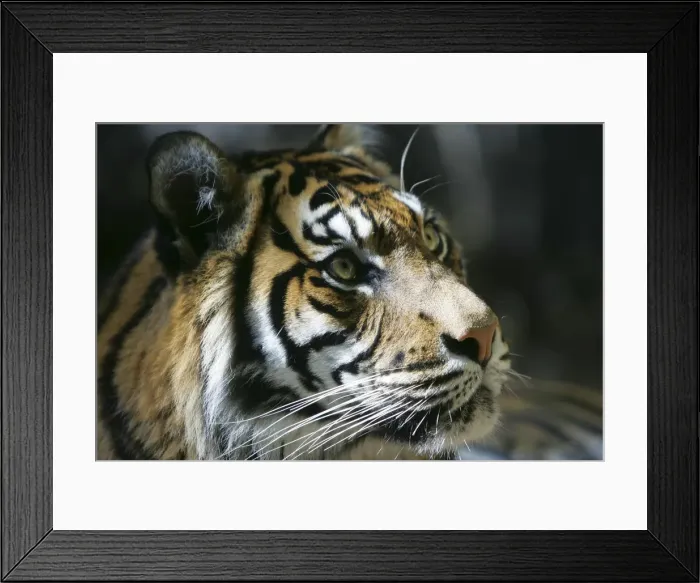Framed Print : Tiger