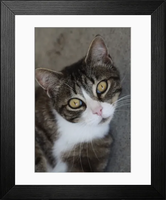 Framed Print : Cat with whisker
