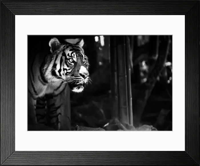Framed Print : Black and white image of Tiger hit by sun