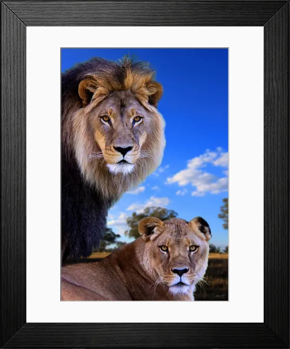 Framed Print : Close up of lions Framed Print : Close up of lions