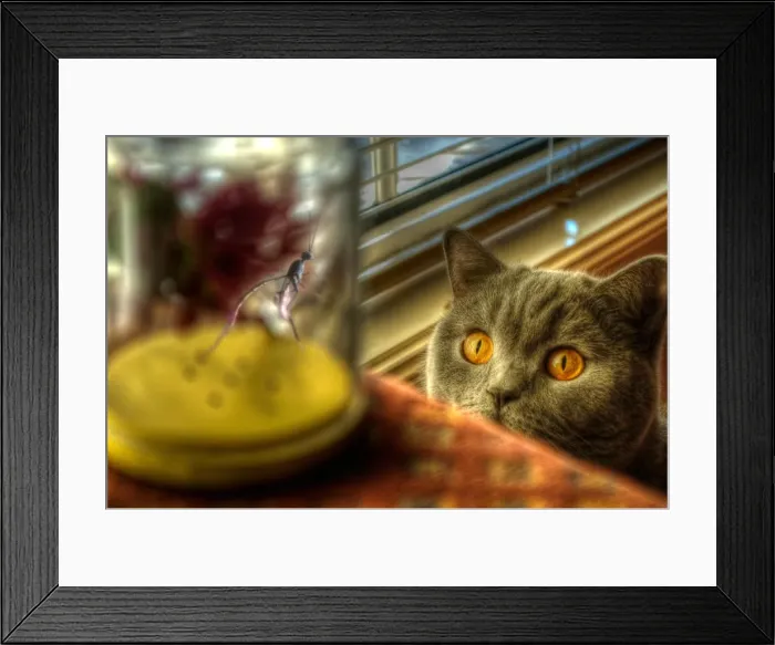 Framed Print : Curious cat watching bug Framed Print : Curious cat watching bug