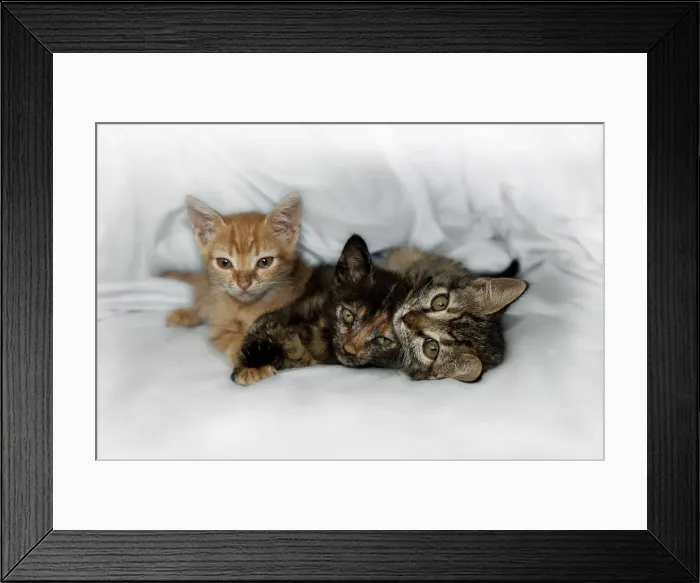 Framed Print : Kittens on bed