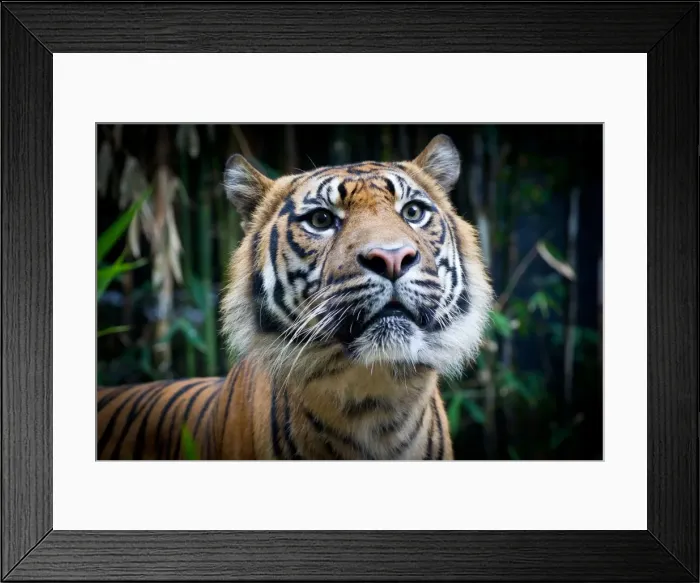 Framed Print : Attentive Sumatran Tiger Framed Print : Attentive Sumatran Tiger