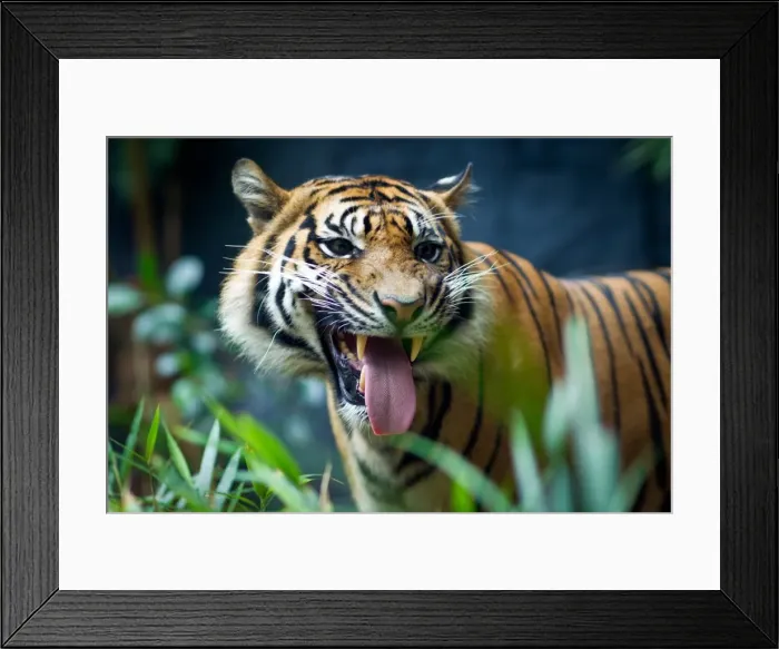 Framed Print : Sumatran tiger Framed Print : Sumatran tiger