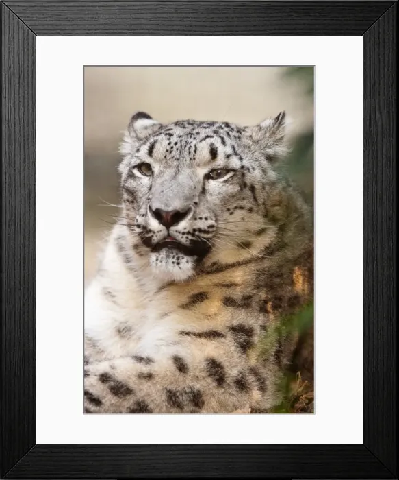 Framed Print : Snow Leopard