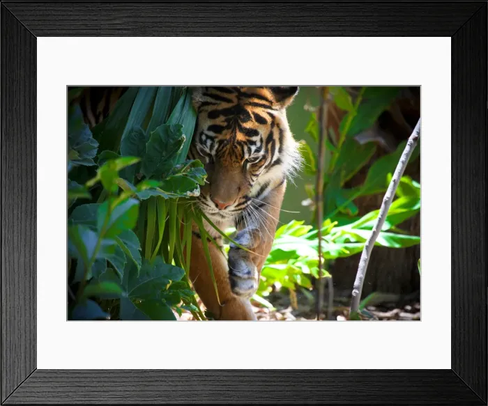Framed Print : Tiger in forest