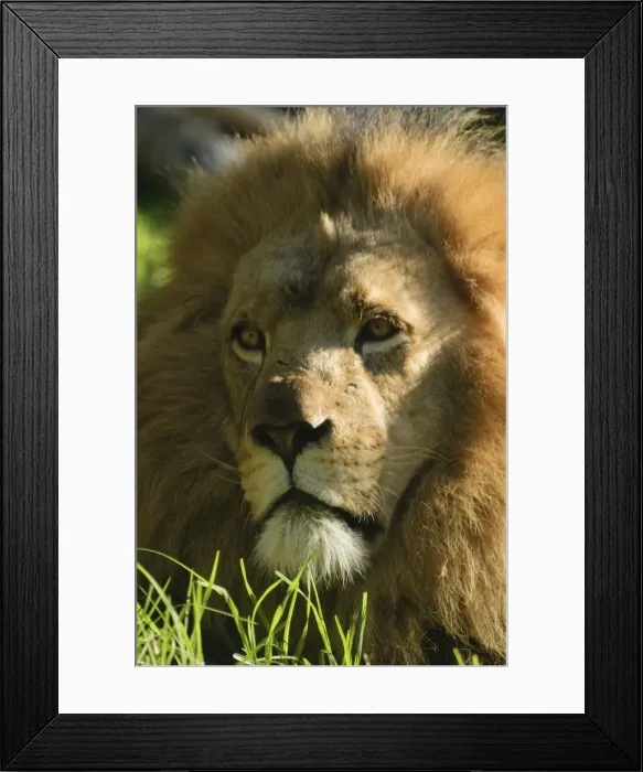 Framed Print : African Lion Framed Print : African Lion