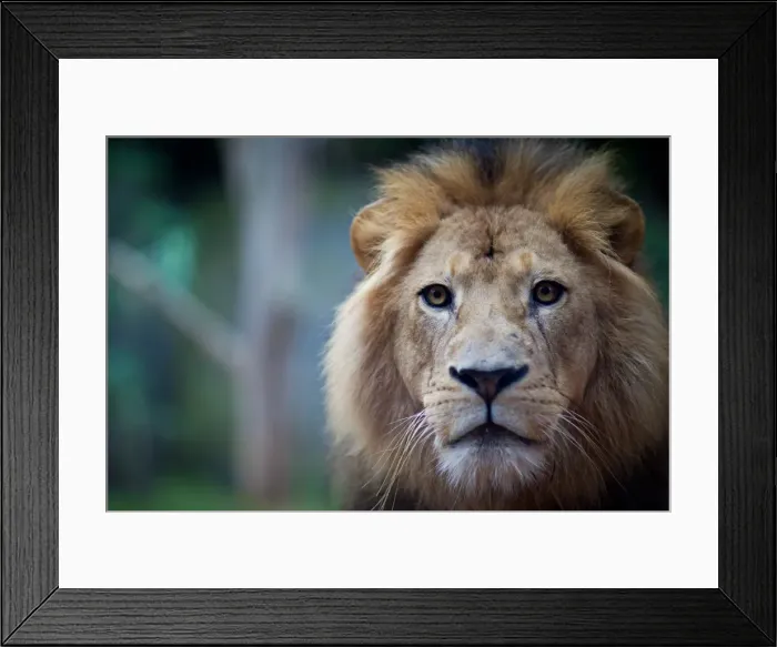 Framed Print : Lion stare Framed Print : Lion stare