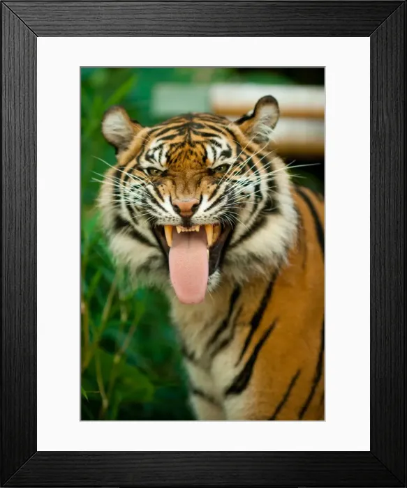 Framed Print : Sumatran Tiger Framed Print : Sumatran Tiger