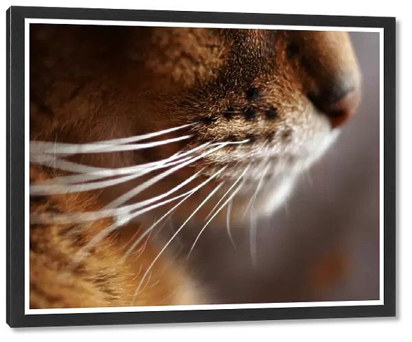 Abyssinian cats whiskers