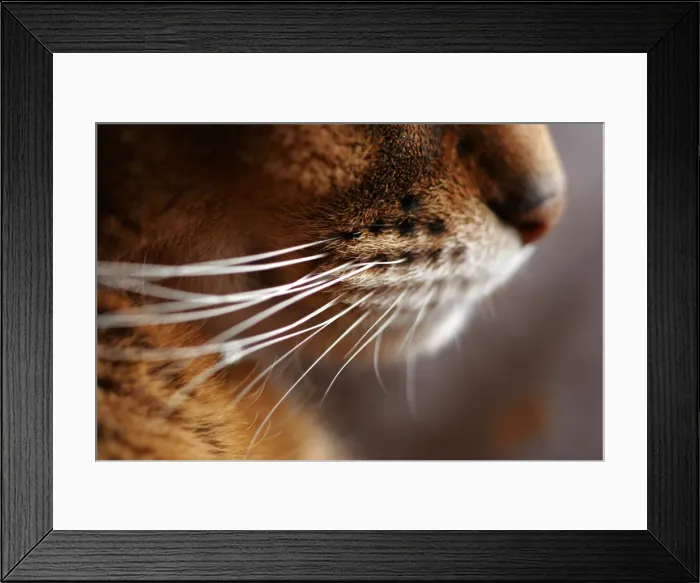 Framed Print : Abyssinian cats whiskers Framed Print : Abyssinian cats whiskers