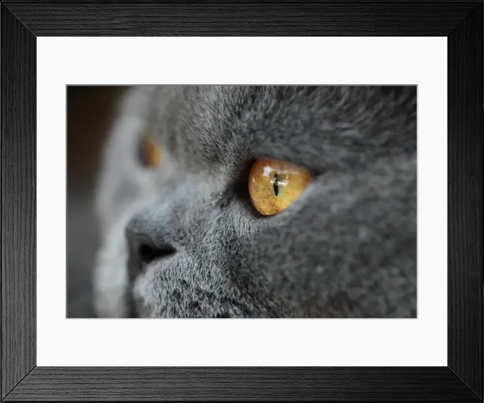 Framed Print : Portrait of a Cat