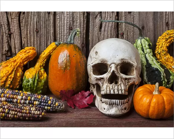 Skull and gourds, an autumn Halloween still life