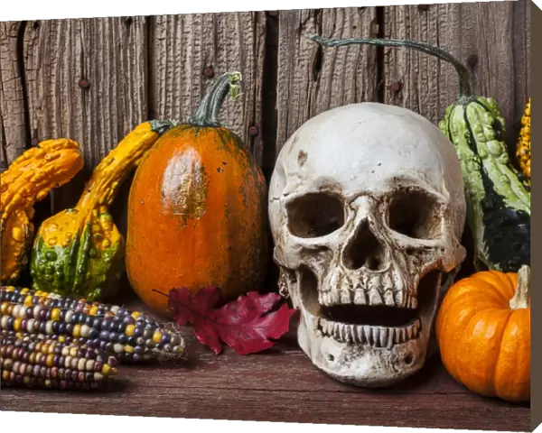 Skull and gourds, an autumn Halloween still life