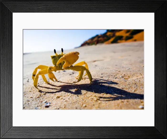Framed Print : Yellow crab moving on sand