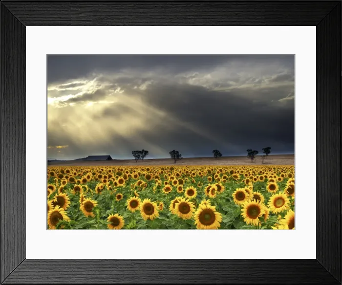 Framed Print : The far road
