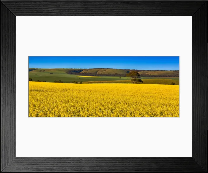 Framed Print : Canola flower Framed Print : Canola flower