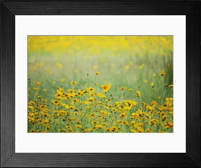 Framed Print : Gold flower Framed Print : Gold flower