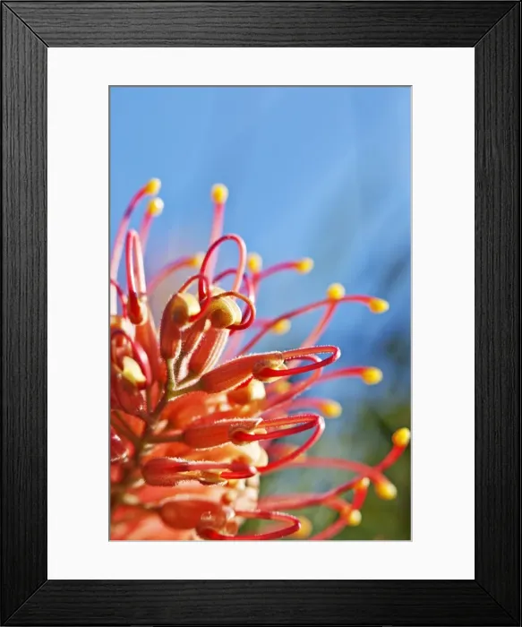 Framed Print : Colorful native flower, Grevillea Framed Print : Colorful native flower, Grevillea