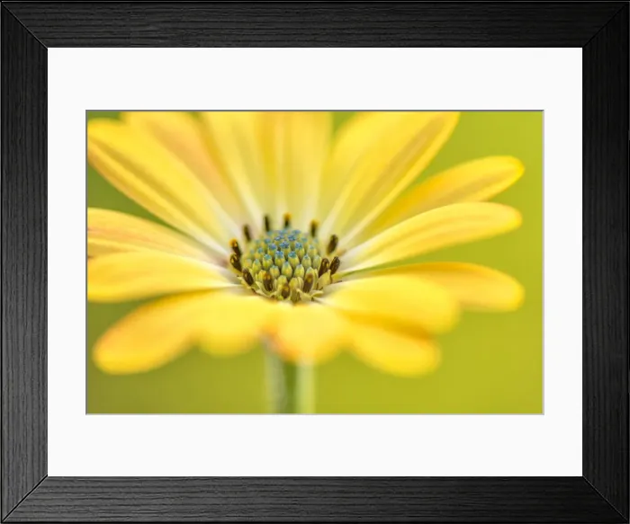 Framed Print : Daisy Framed Print : Daisy